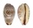 CYPRAEIDAE PURPURADUSTA GRACILIS shell