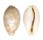CYPRAEIDAE CYPRAEA VITELLUS shell