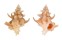 CORALLIOPHILIDAE BABELOMUREX GEMMATUS shell