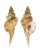 RANELLIDAE TURRITRITON TENUILIRATUM shell