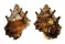 BURSIDAE BURSA MUEHLHAEUSSERI shell