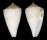 CONIDAE CONUS SALMIAE shell