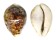 CYPRAEIDAE CYPRAEA TIGRIS shell