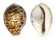 CYPRAEIDAE CYPRAEA TIGRIS shell