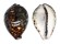 CYPRAEIDAE CYPRAEA TIGRIS shell
