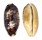 CYPRAEIDAE CHELYCYPRAEA TESTUDINARIA shell