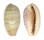 CYPRAEIDAE CYPRAEA CHINENSIS CHINENSIS shell