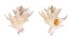 CORALLIOPHILIDAE BABELOMUREX SPINOSUS JEANNEAE shell