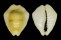 CYPRAEIDAE MONETARIA MONETA shell