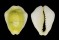 CYPRAEIDAE MONETARIA MONETA shell
