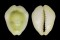 CYPRAEIDAE MONETARIA MONETA shell