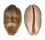 CYPRAEIDAE LEPOCYPRAEA MAPPA PANERYTHRA shell