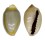 CYPRAEIDAE MONETARIA ANNULUS shell
