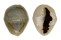 CYPRAEIDAE MONETARIA ANNULUS shell