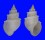 RISSOIDAE MICROSTELMA OSHIKATAI shell