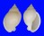 CASSIDAE SEMICASSIS SEMIGRANOSUM shell