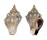 MELONGENIDAE VOLEMA MYRISTICA shell