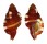 RANELLIDAE SEPTA RUBECULUM shell