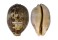 CYPRAEIDAE LEPOCYPRAEA MAPPA shell