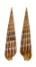 TEREBRIDAE TEREBRA UNDULATA shell