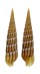 TEREBRIDAE TEREBRA UNDULATA shell