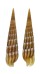 TEREBRIDAE TEREBRA UNDULATA shell