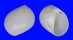 NATICIDAE POLINICES MAMMILLA shell