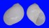 NATICIDAE POLINICES MAMMILLA shell