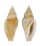 TURRIDAE EUCITHARA FUSIFORMIS shell