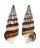 CERITHIIDAE CERITHIUM BALTEATUM shell