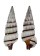 CERITHIIDAE CERITHIUM BALTEATUM shell