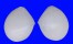 TELLINIDAE TELLINA INFLATA shell
