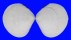 VENERIDAE CIRCE SCRIPTA shell