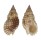 NASSARIIDAE NASSARIUS PAPILLOSUS shell