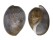 BULLIDAE BULLA AMPULLA shell