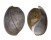 BULLIDAE BULLA AMPULLA shell