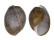BULLIDAE BULLA AMPULLA shell