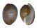 BULLIDAE BULLA AMPULLA shell