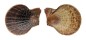 PECTINIDAE CHLAMYS SQUAMOSA shell