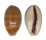 CYPRAEIDAE LYNCINA LEVIATHAN TITAN shell