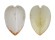 GLOSSIDAE MEIOCARDIA HAWAIANA shell