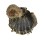 SPONDYLIDAE SPONDYLUS SINENSIS shell
