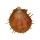SPONDYLIDAE SPONDYLUS REESIANUS shell