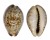 CYPRAEIDAE ZONARIA ROBERTSI shell