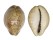 CYPRAEIDAE ZONARIA ROBERTSI shell