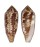 CONIDAE CONUS AUREUS shell