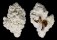 MURICIDAE CHICOREUS BRUNNEUS shell