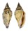 STROMBIDAE STROMBUS URCEUS shell