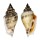 STROMBIDAE STROMBUS URCEUS shell