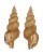 TURRIDAE TRITONOTURRIS AMABILE shell
